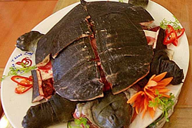 Cách làm thịt rùa và những món ăn dễ chế biến từ thịt rùa